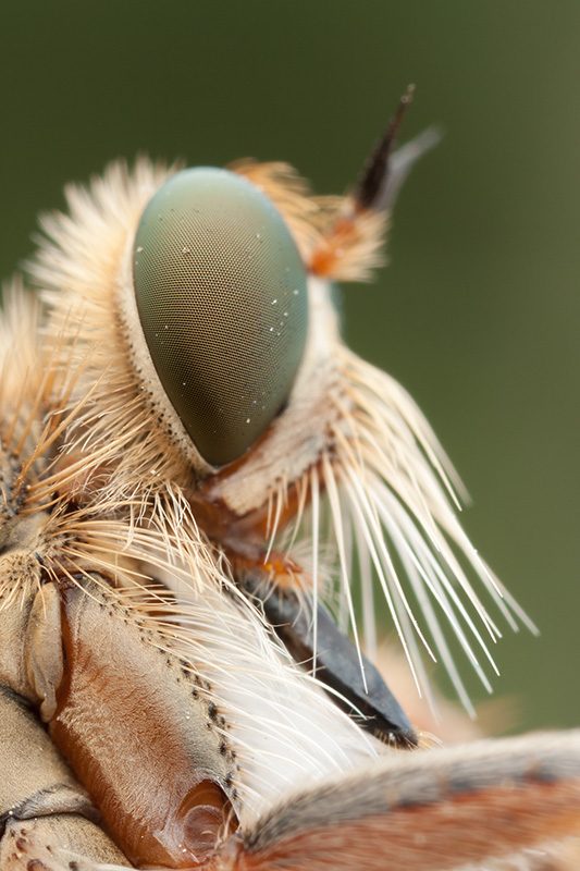 Limited DOF caused this robber fly portrait to lack important detail in the proboscis and antennae areas. Even the eye is only partly focused.