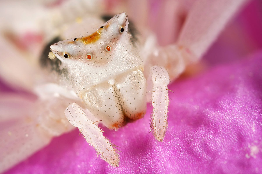 Shooting from a very close distance often produces amazing detail, unseen to the naked eye.