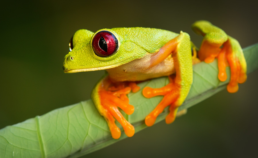 A relatively dark background brings the subject out and gives this image a 'studio' quality (although it's absolutely natural). Such backgrounds work extremely well with very vibrant and colorful subjects, like this red eyed tree frog shot in Panama.