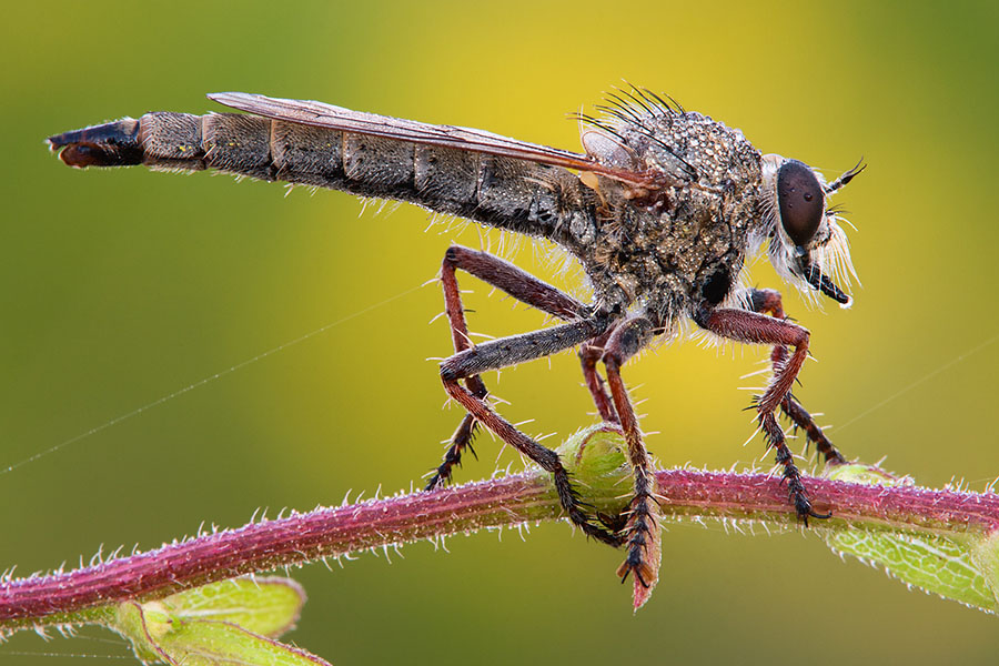 Controlling the background's components, in this case by placing a yellow flower behind the subject, has allowed me to highlight this beautiful robber fly.
