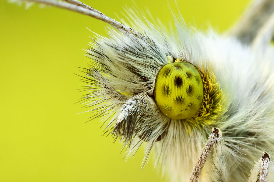 Another trick I use is to shoot in front of a background which has similar color to the subject's eyes. This is essentially the macro equivalent of wearing a t-shirt with the same color as one's eyes.