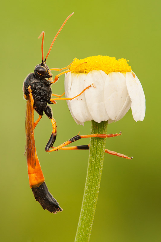 Wasp with vegetation background 