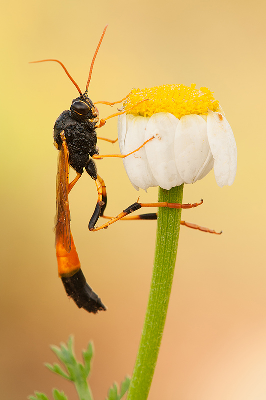 Wasp with earth background