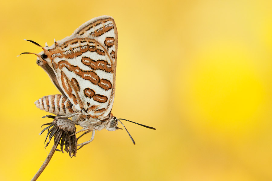 This image of an ordinary-looking Levantine Leopard (Apharitis acamas) benefits a great deal from its vibrant, yellow background, through which the animal is connected to the spring atmosphere.