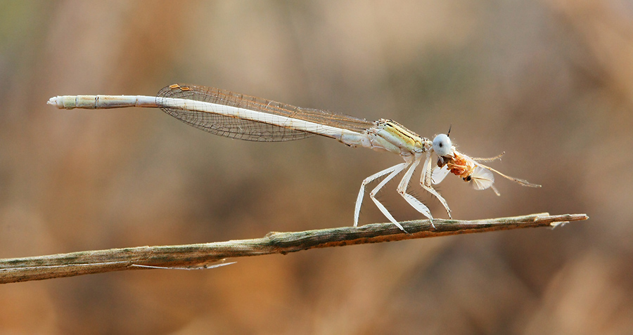 Damselflies may seem subtle and delicate, but they are ferocious hunters as well. Their favorite prey is our worst enemy: the mosquito.