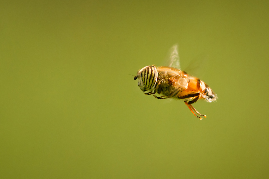 A band-eyed drone fly caught in midair. Not an easy capture, but one that arouses wonder and emotion.