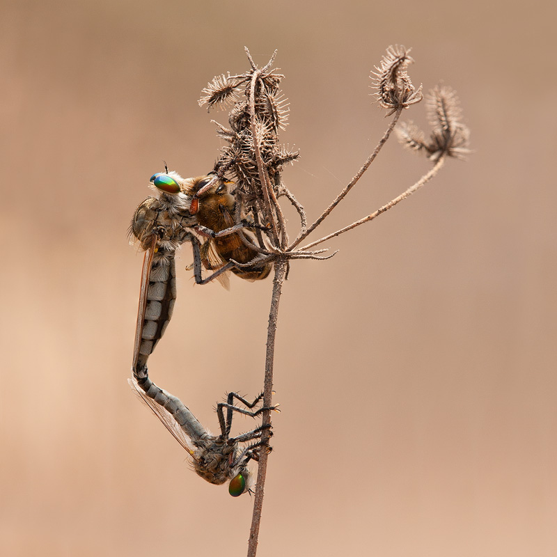 Among the robber flies' most fascinating behaviors is shown in this image. Having spotted a female, a male robber fly will often wait until his prospective mate has captured prey, only then attempting to copulate. This can save his life, as a hungry female won't hesitate to feed on him!