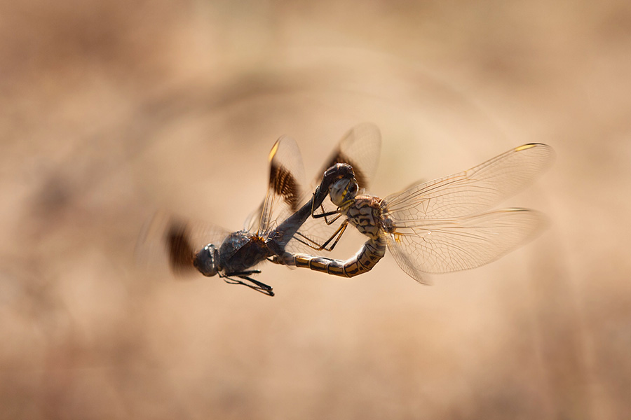 Quality isn't everything – I always strive for it, yet sometimes the interest factor of the scene outweighs it. This image of aerial dragonfly sex isn't exactly what I'd call a quality shot, but still, it's a very interesting one.