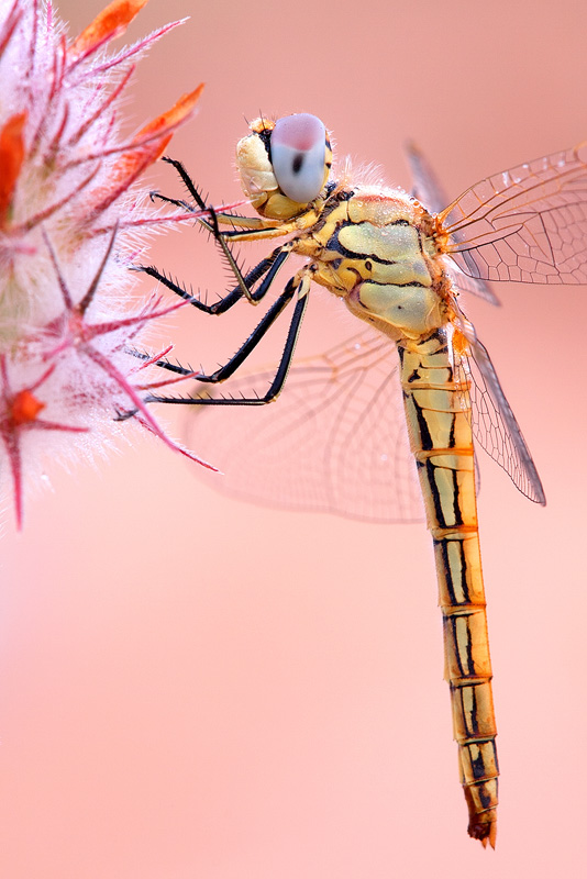 The interesting parts of this dragonfly are its beautifully colored eyes, thorax and abdomen, all of which are clearly seen from eye-level. Shooting from a different angle would result in the image not containing what I wished to convey to the viewer. It would also result in a less personal feeling, contrary to the mood I was trying to create.