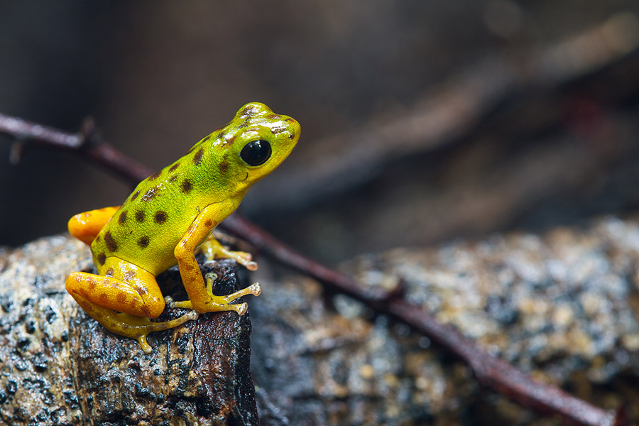 This poison dart frog (Oophaga pumilio) wasn't shot at eye-level, but rather from a slightly elevated position, due to environmental constraints. This has caused to the image to be less personal and to have the look and feel of a documentation by an outside viewer. This is ideologically problematic to me as a nature photographer, as well as aesthetically unappealing.