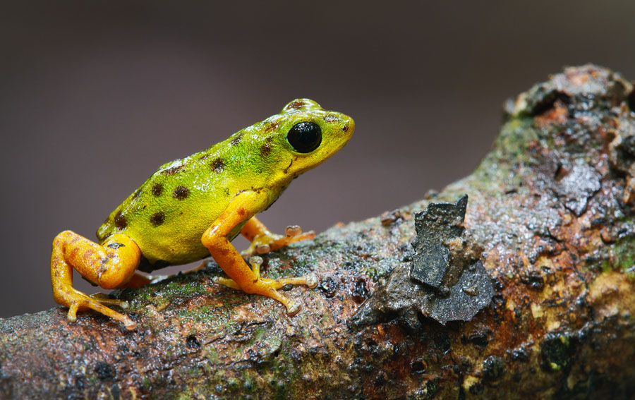 The same frog gets a more personal perspective when shot at eye-level, and the image looks much better.