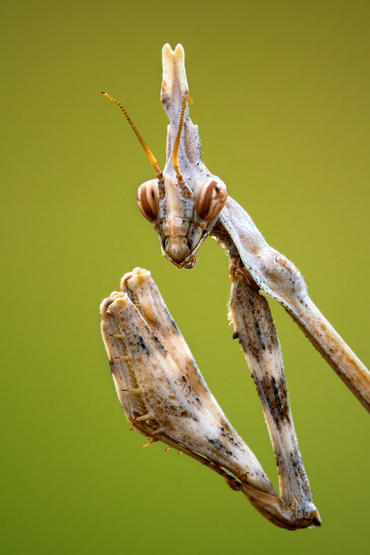 This mantis portrait was essentially shot like a human portrait, according to the same principles. The only difference is the shooting distance.