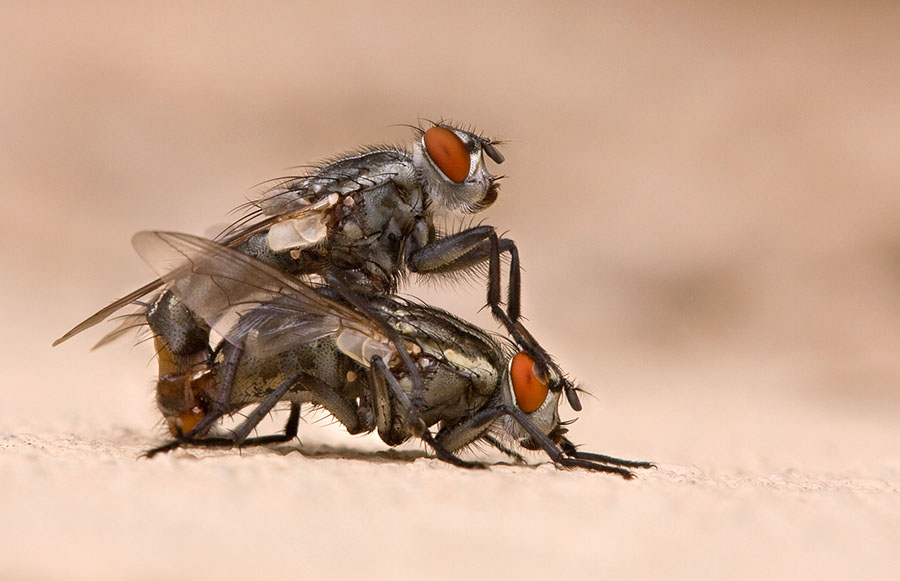 Housefly sex scene, shot in my parents' backyard in the middle of a big residential city in Israel. All I had to do was to open the door and the scene was there. I don't consider this image nature photography – the flies are standing on a concrete fence - but it's useful to illustrate how ubiquitous these occurrences are.