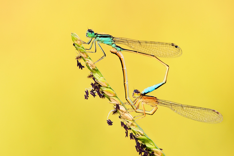 A proper wildlife shot, showing the beautiful copulation of damselflies in the wild. Still, I didn't have to drive more than 10 minutes to get to the small lake where this scene took place. In the right season they are there in their thousands.