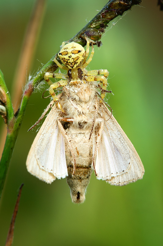 A flower crab spider feeding on a captured moth. The poison fangs are stuck deep in the moth's delicate connection point, making it tricky to spot where the spider ends and the moth begins. This is an image of the very midst of a feeding - the equivalent, in macro photography, of a lion gorging itself on a zebra. But in the mammal world, the zebra isn't five times the lion's size!