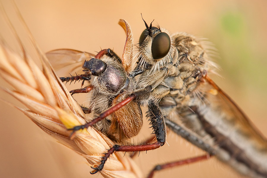 With over 8000 species worldwide and more than 150 in Israel, robber flies are amongst my favorite subjects. These incredible hunters will eat anything smaller then themselves (including their own!), and sometimes even prey on animals larger than they are. Words alone can't even begin to show the splendor of these beasts, and the excitement of seeing them in action.