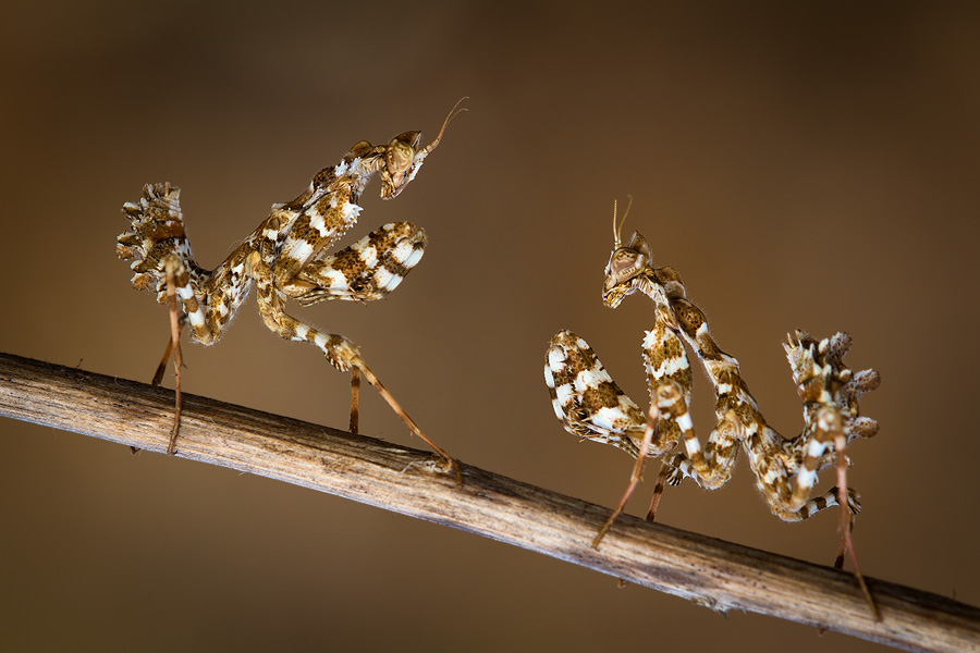 Two thistle mantis (Blepharopsis mendica) nymphs. It is easy to calculate the magnification once one knows the measurements of both the sensor and the subject. This is a relatively large subject, about 15cm across, and so if we take into account a sensor width of 22mm, the magnification is 22mm/150mm = about 1:6.8. Not a very strong magnification at all, but that's what was needed for this image.