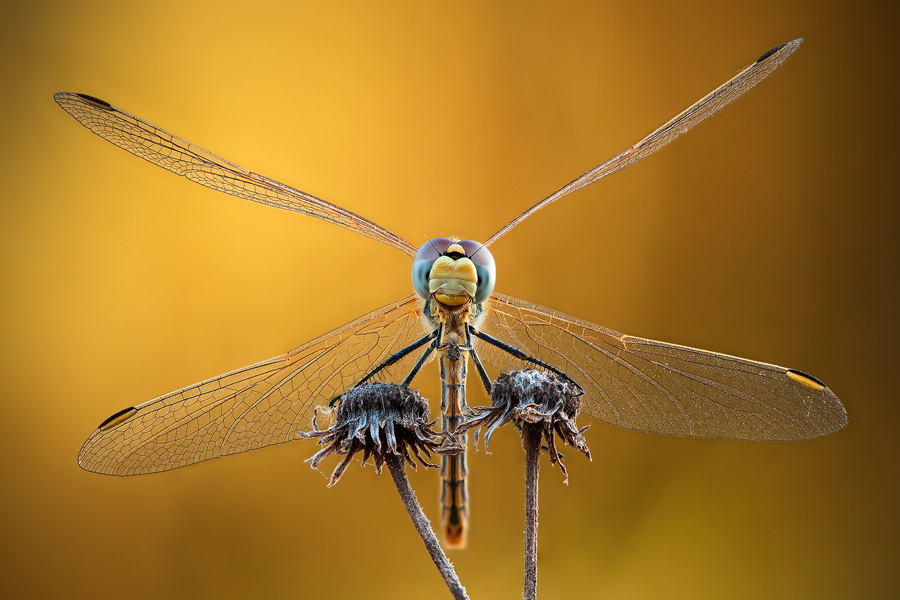 This dragonfly was about 5cm in width. Adding the margins we get about 6 cm, and so the magnification is 22mm/60mm = about 1:2.7.