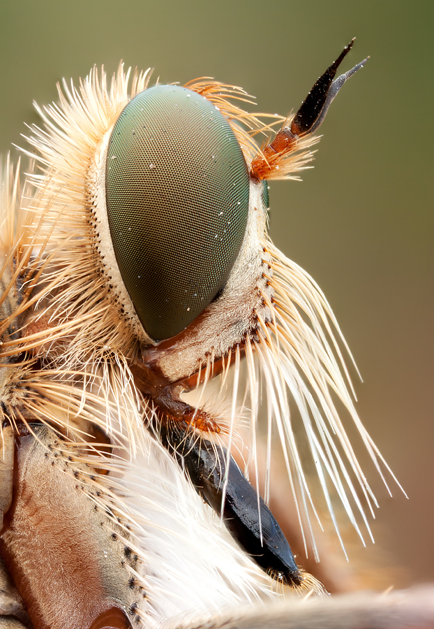 some subjects are so tiny they need extreme magnifications. This Close portrait of a robber fly required a whopping 4:1 magnification ratio (4 times stronger than 1:1)!