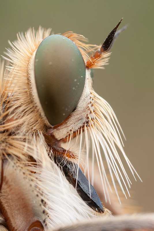 A similar image of the robber fly, this time with focus on the 'mustache' and proboscis. The eye is out of focus, but we have another image where it is focused.