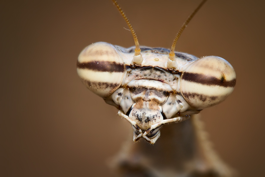A praying mantis portrait, stacked from 2 images. Without focus stacking, either the mouth parts or the eyes would have been out of focus.