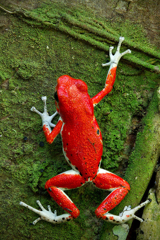 Here I used focus stacking to get both subject and background in focus. This enabled me to connect this little poison dart frog (Oophaga pumilio) to its natural environment.