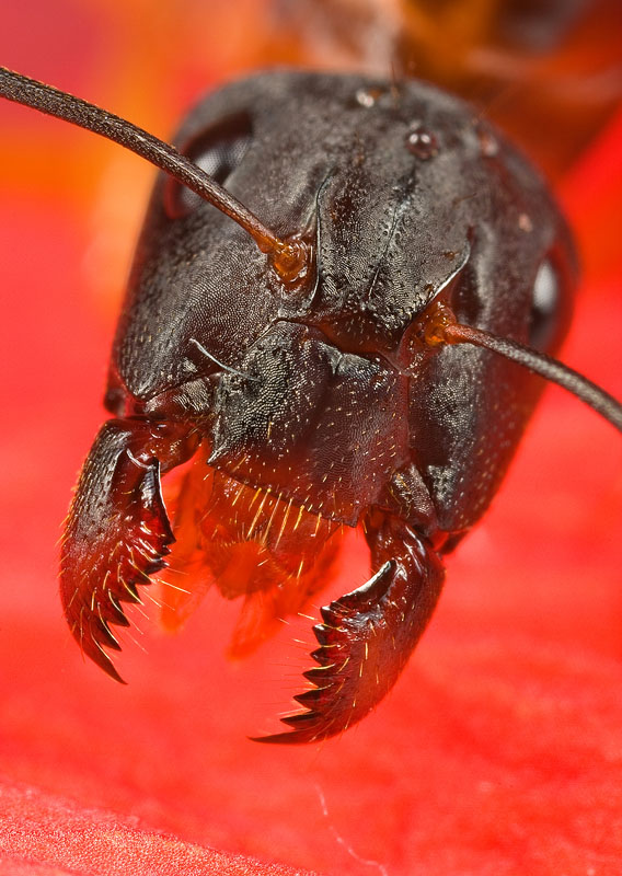 An ant portrait (proper disclosure: this is a studio shot). Having the eyes out of focus sends the viewer’s attention to the ant’s jaws – the real subject in my eyes.