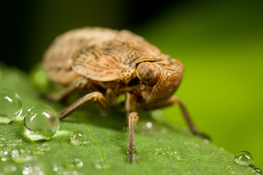 A cicada nymph. Unfortunately, almost the entire image lacks detail.