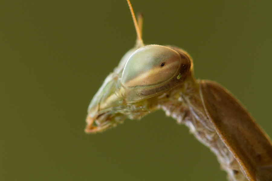 Another example of problematic DOF. When focusing on the mantis’ eye, the rest of its head is out of focus.