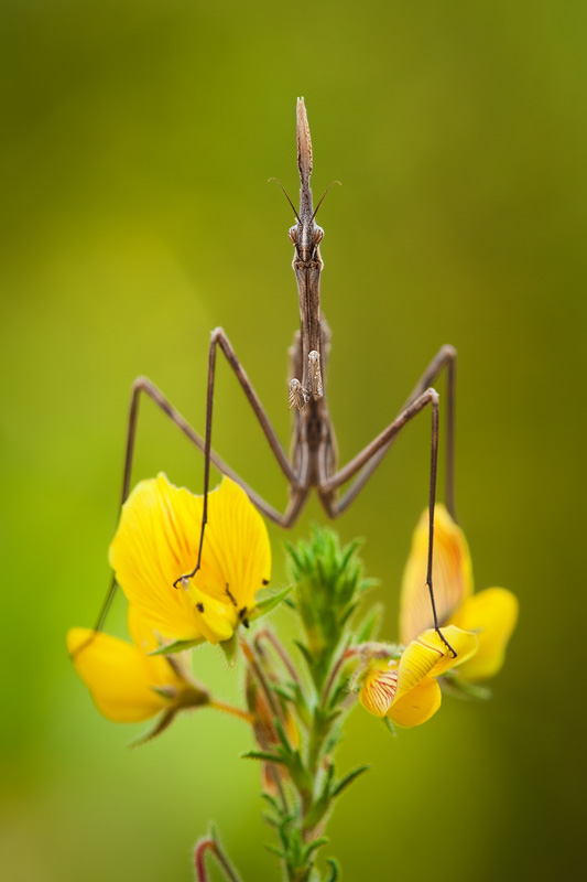 One might think that a too-shallow DOF appears only in extreme macro. This is not true: even in this image of a devil’s horse nymph, shot using a magnification much lower than 1:1, a larger DOF would definitely be welcome.