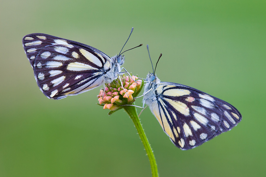 I was truly frustrated to see that one of these caper whites was hopelessly out of focus due to insufficient DOF. Still, I managed to save the image using a method I’ll mention below.