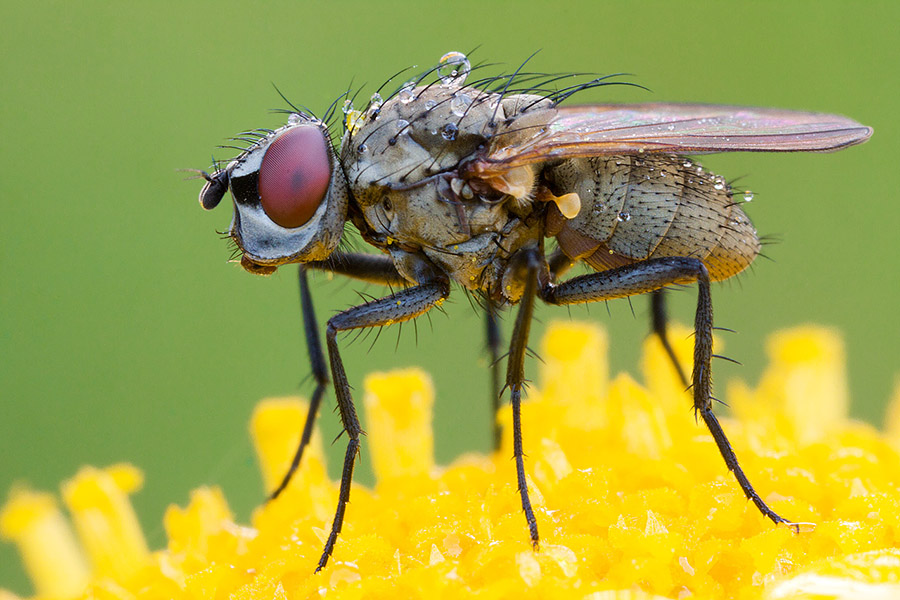 A fly shot from the side. All important parts are in focus, even though DOF is extremely shallow.