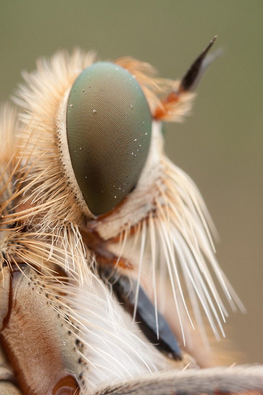 Robber fly portrait. This subject has no flat side, and so the first method for dealing with insufficient DOF is rendered useless.