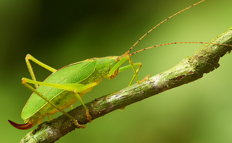 The branch crosses the frame under the corner-to-corner diagonal, to balance the katydid's presence.