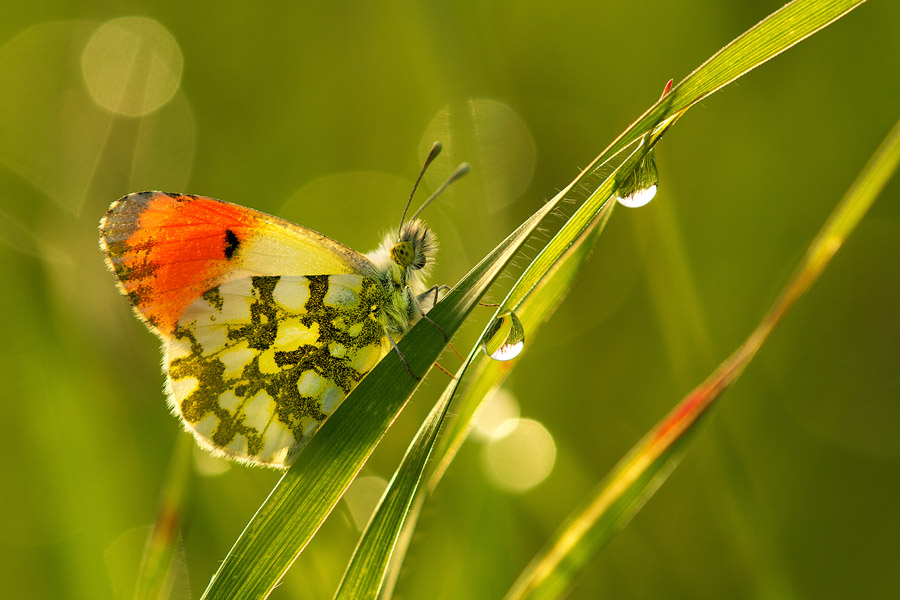 Another example: This orange-tip butterfly adds compositional weight and 'pushes' the leaf on which it’s standing below the diagonal, thus creating a balanced image.