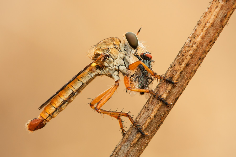 This subject has a heavy compositional weight. See how the composition completes the corner-to-corner diagonal by pointing the robber fly’s back side exactly toward the corner. This enabled me to maintain balance while using the visual properties of the subject.