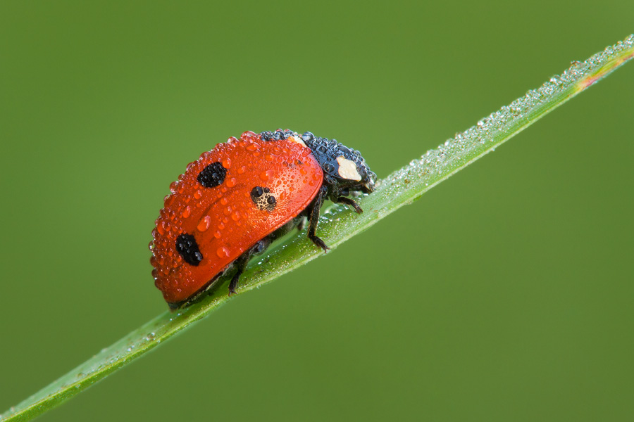 This ladybug had little compositional weight, so I allowed myself to place the leaf on which it was standing close to the diagonal.