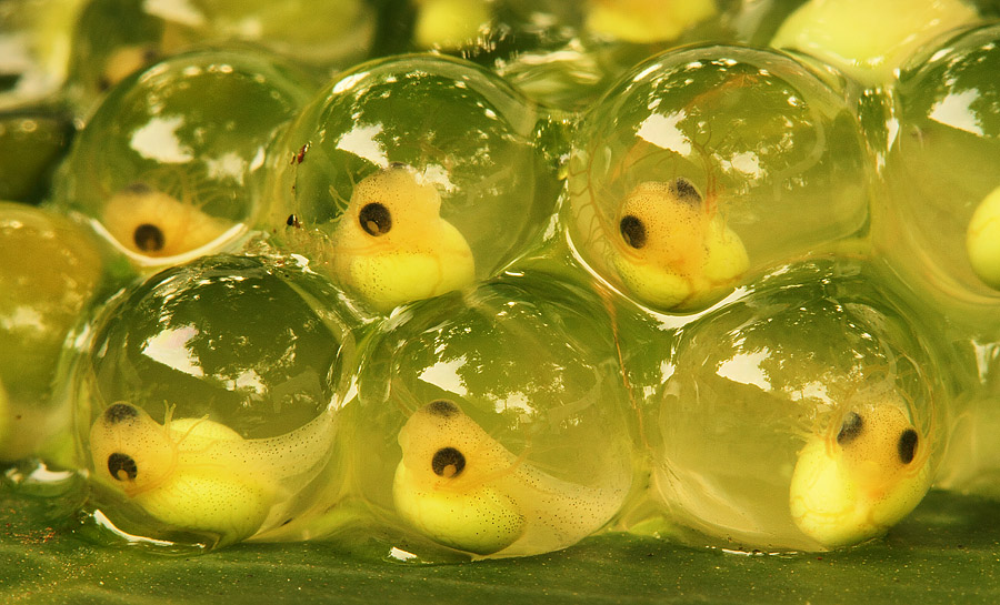 Without feeling any shame about it, I cut off most of these red-eyed tree frog's embryos, to allow for more detail in those included in the frame.