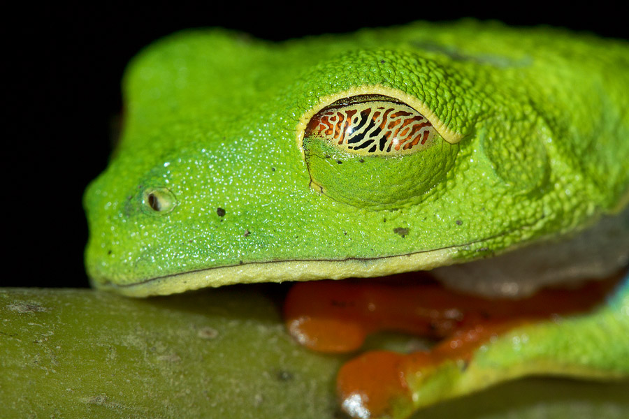 To get better detail on this red eyed tree frog’s semi-transparent eyelid, I had to cut off most of its body.