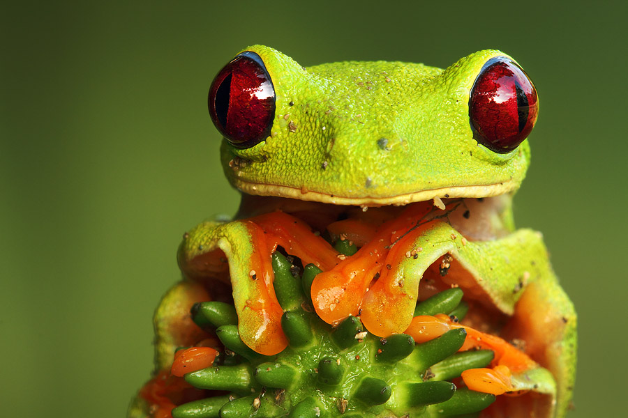 This gorgeous red eyed tree frog is facing left. I thus positioned it on the right side of the image, and left some lead room to the left.