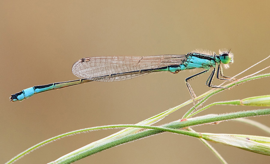 Wanting to get good detail on this damselfly has caused me to leave too little room in front of it, unbalancing the image.