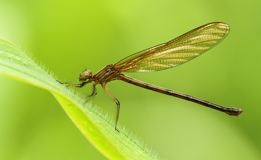 A better balanced damselfly shot. There is enough lead room relatively to the subject’s shape.