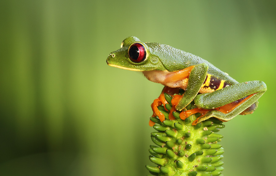 Placing this red eyed tree frog on the right third of the image gives a good balance in the frame.