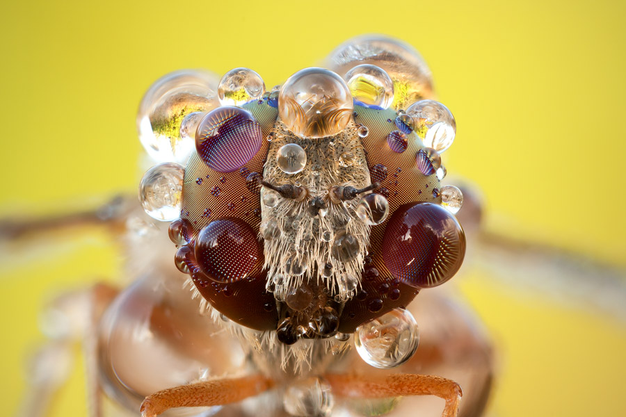 This fly is looking straight into the camera, so it was a good idea to center it perfectly.