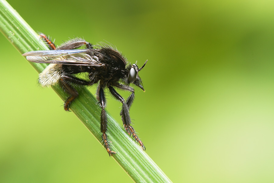 Note how the diagonal position of the plant gives this image a dynamic feel. The robber fly seems ready to attack!