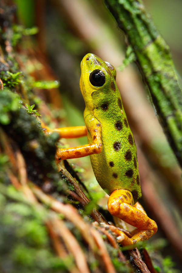 This strawberry poison dart frog shot has a very dynamic feel, thanks to the diagonal lines and the fact that the frog is facing upwards.