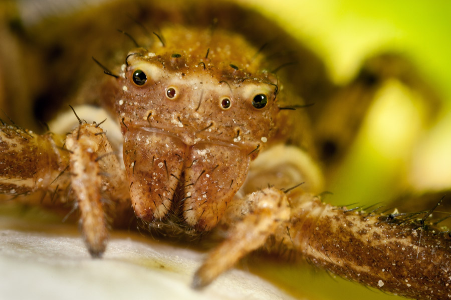 A female crab spider guarding its egg sack will never leave it, allowing an extreme magnification shot without any effort.