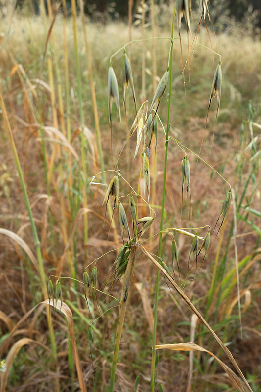 I've counted at least 10 tiny leafhoppers on this plant alone. In the right season, they are there in billions. Can you spot all of them?