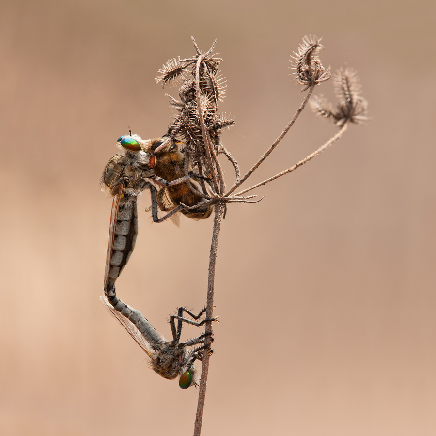 Robber fly mating is precarious: the male often waits for the female to catch prey before he approaches, so he doesn't become her next meal himself!