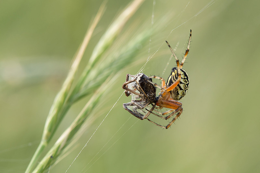 A spider on the hunt – one of countless scenes right under our noses.